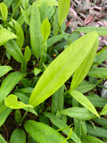 2" Pot Anthurium Vittarifolium