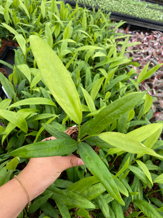 2" Pot Anthurium Vittarifolium