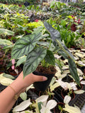 Alocasia Dragon Scale