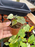 Alocasia Red Secret 'Cuprea' Variegated