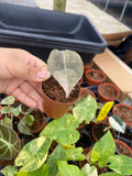 Alocasia Red Secret 'Cuprea' Variegated