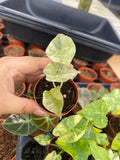 Alocasia Red Secret 'Cuprea' Variegated