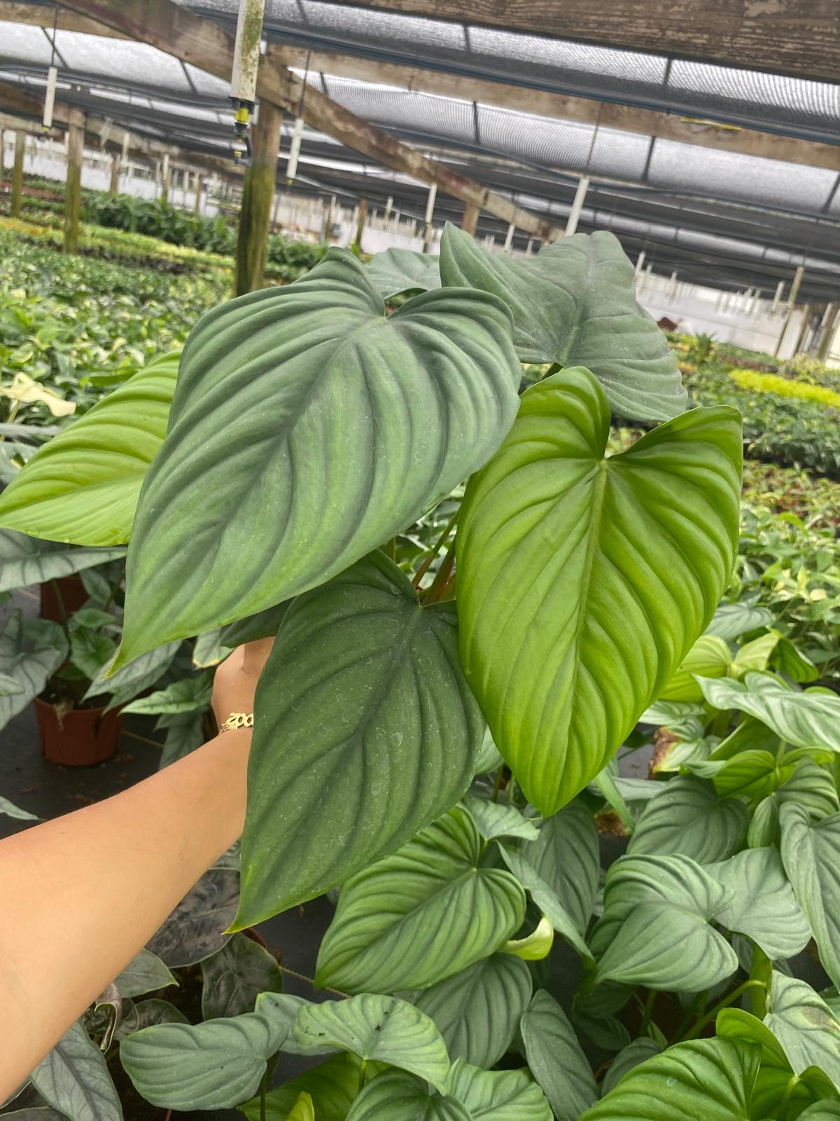 Philodendron Colombia 2 Inch Plant | Rare Silver Leaf Aroid