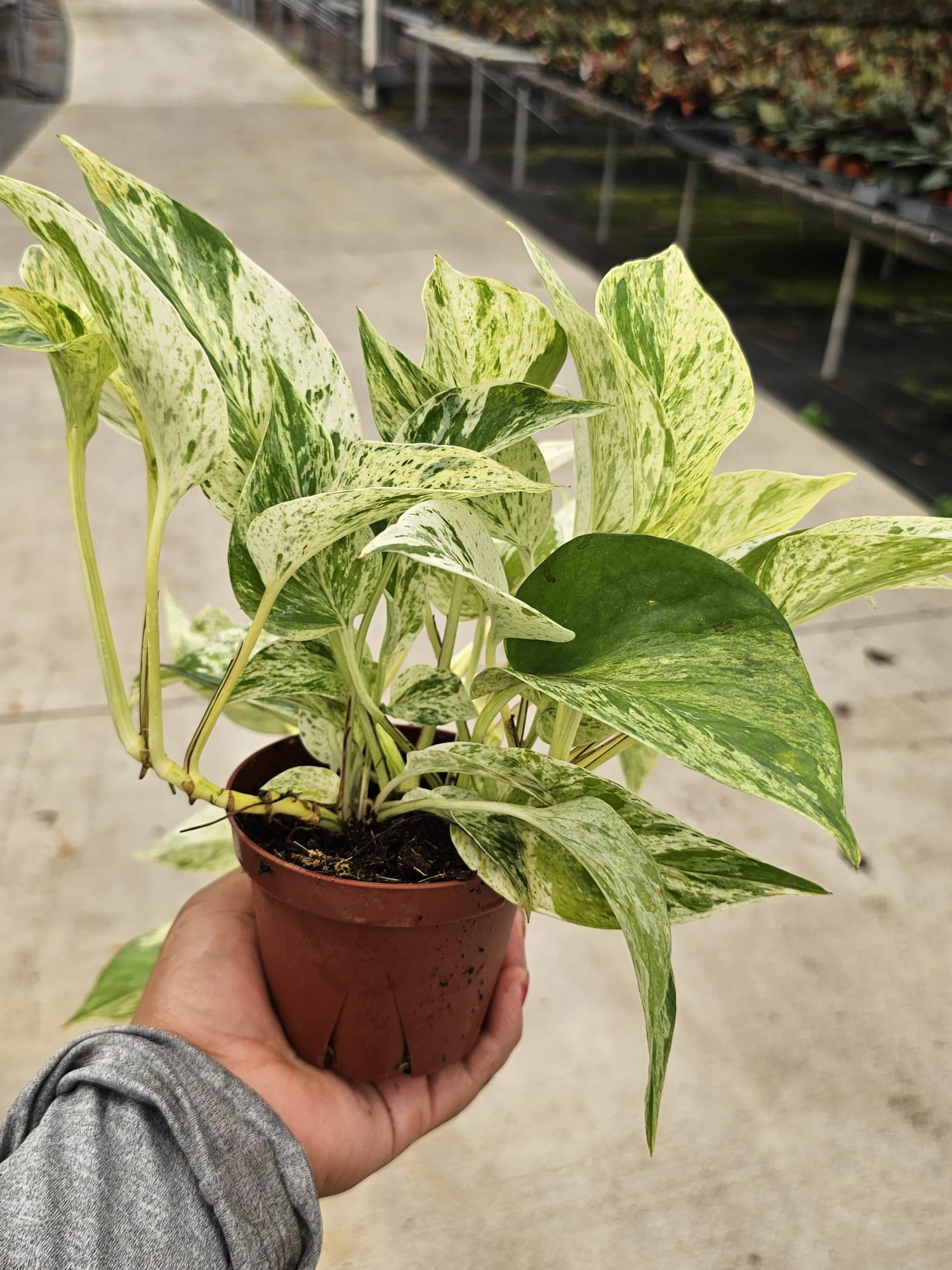 snow queen pothos vs marble queen 4" Pothos Snow Queen