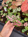 2" Caladium Purple Light