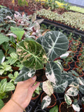 Pink variegated sport alocasia black velvet "specific plant"