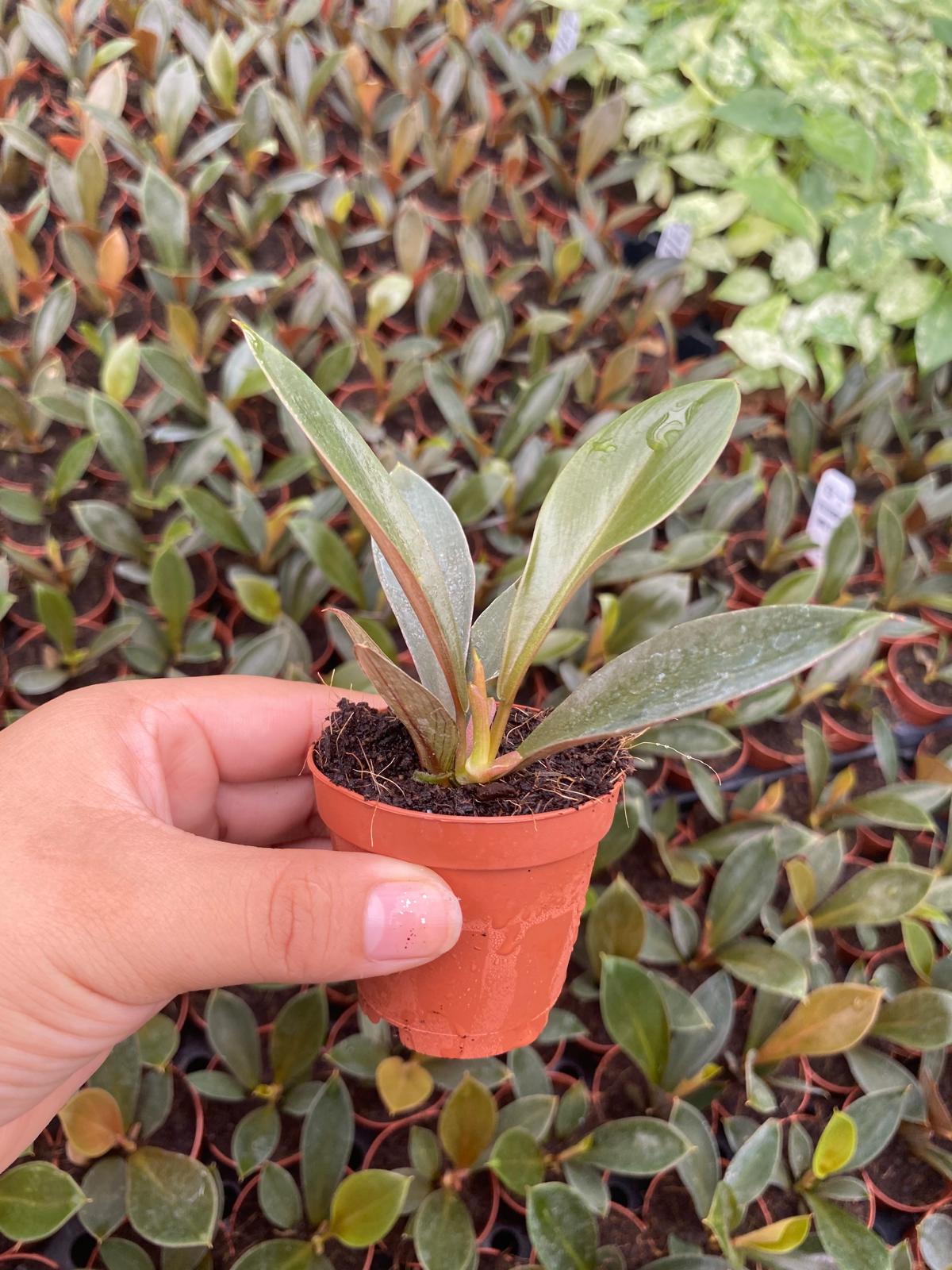 Philodendron Linnaei Kunth 2 Inch Plant | Rare Tropical Climber