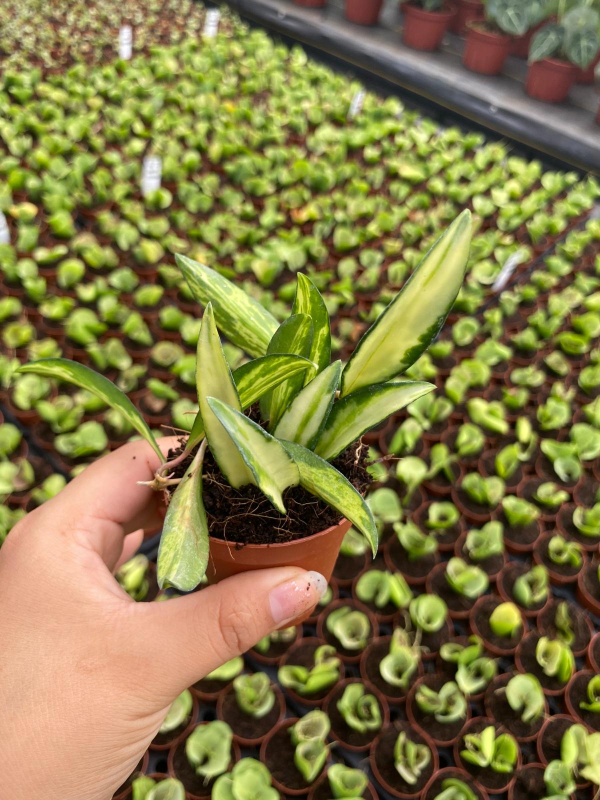 Philodendron Brandtianum 2 Inch Plant | Rare Silver Leaf Philodendron