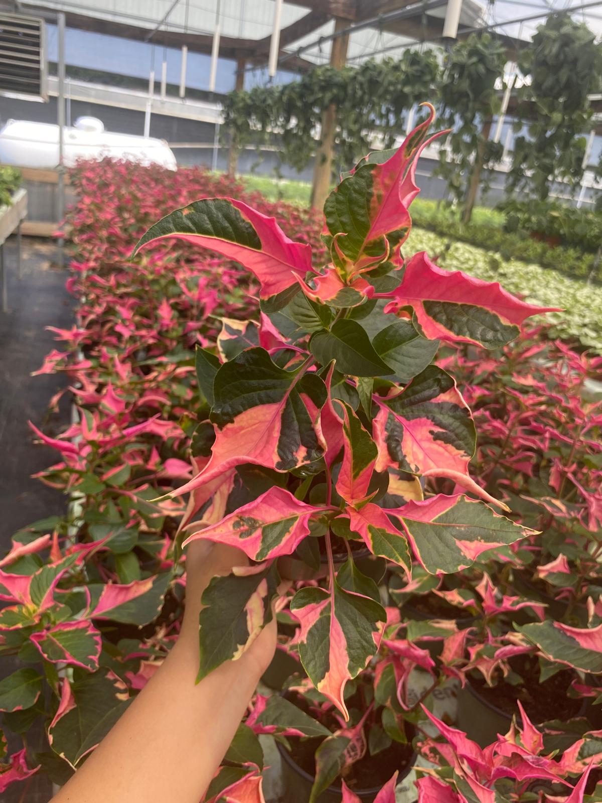 party time plant indoors 6" Alternanthera Party time