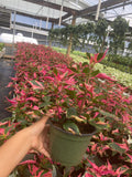 6" Alternanthera Party time
