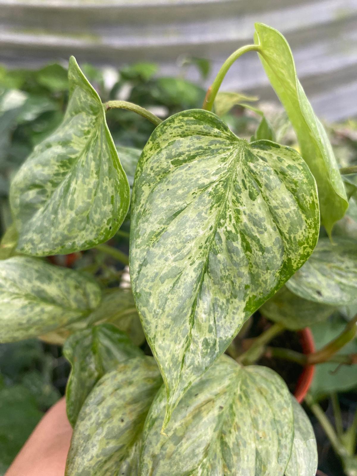 Philodendron Sodiroi Variegated – Coollective Plants