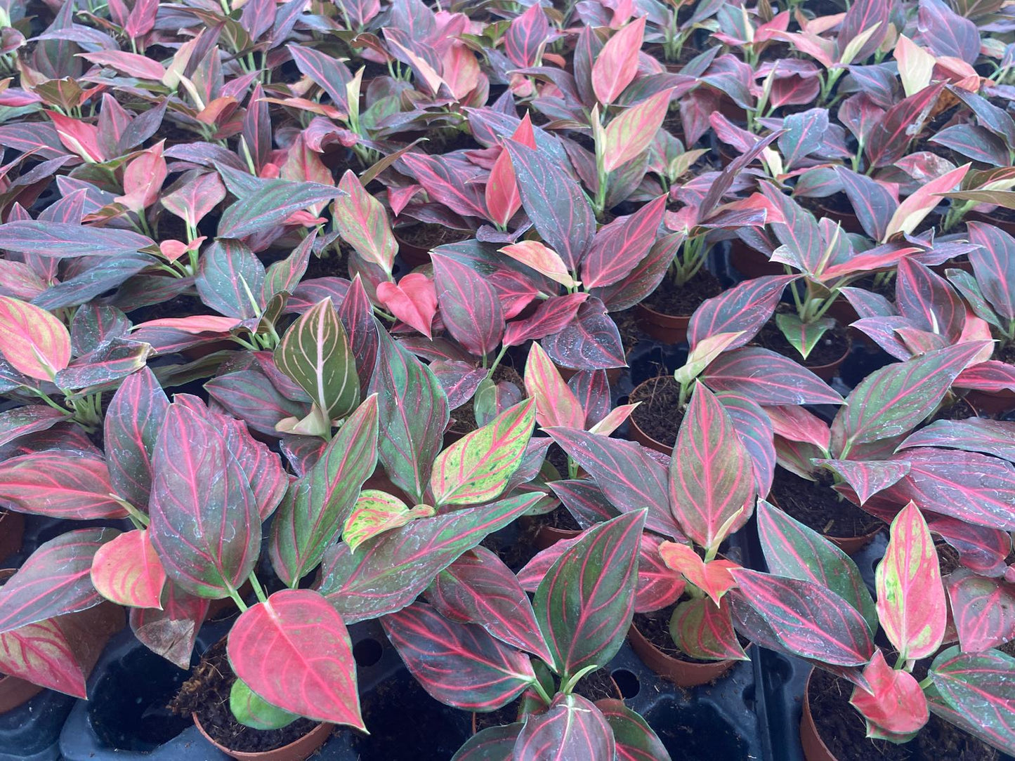 2โ Aglaonema Red Vein (Rare Plant)