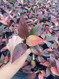 2β Aglaonema Red Vein (Rare Plant)