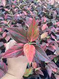 2β Aglaonema Red Vein (Rare Plant)
