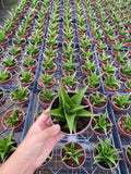 Sansevieria Green Tower