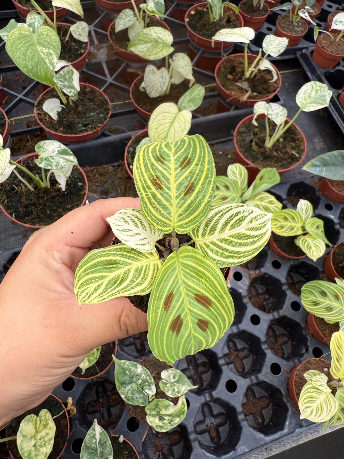 golden lemon prayer plant 2" Pot Maranta Golden Vein
