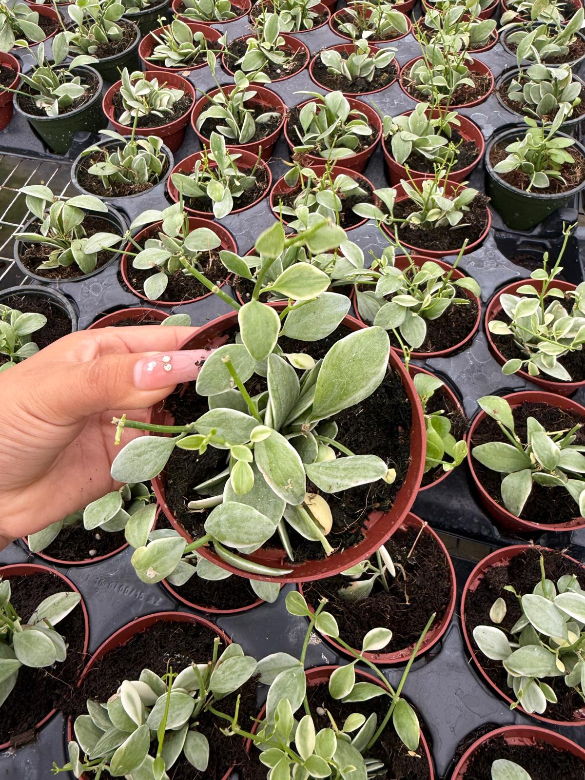 4" Pot Dischidia Oiantha Variegata