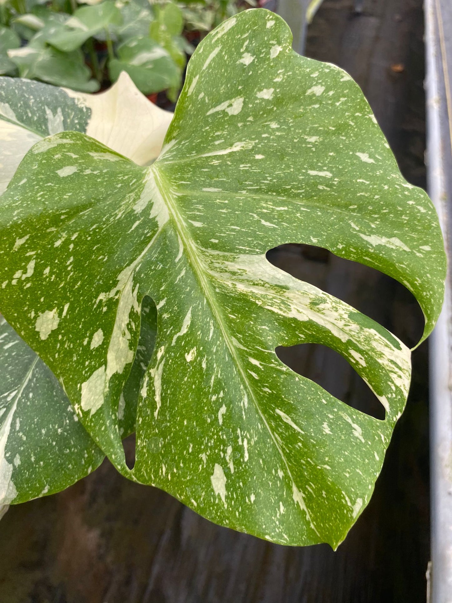 Monstera Thai Constellation