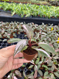 Philodendron Pink Princess