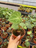 Anthurium Clarinervium