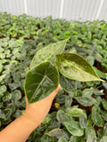 2" Alocasia Suhirmaniana - Rare Plant -