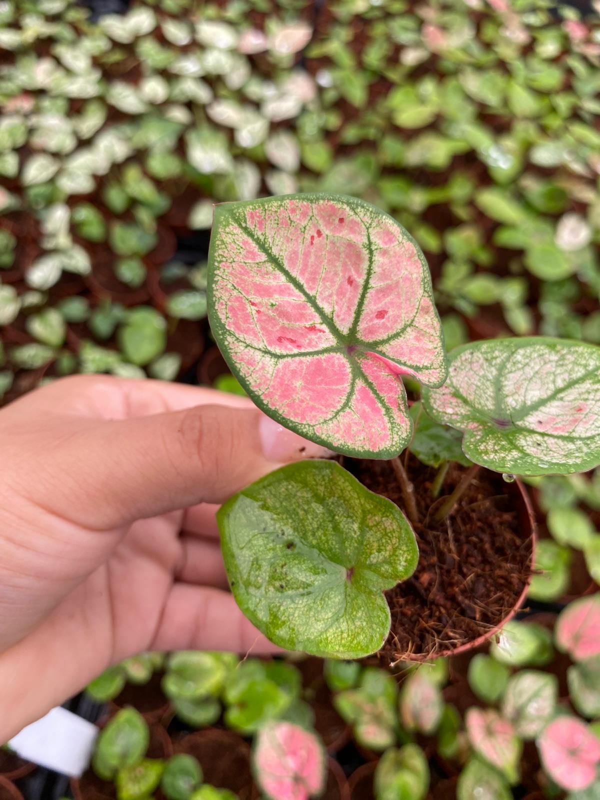 Caladium Scarlet Girl 2 Inch Plant | Red Pink Indoor Caladium