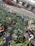 Philodendron Tortum "Rare Plant"