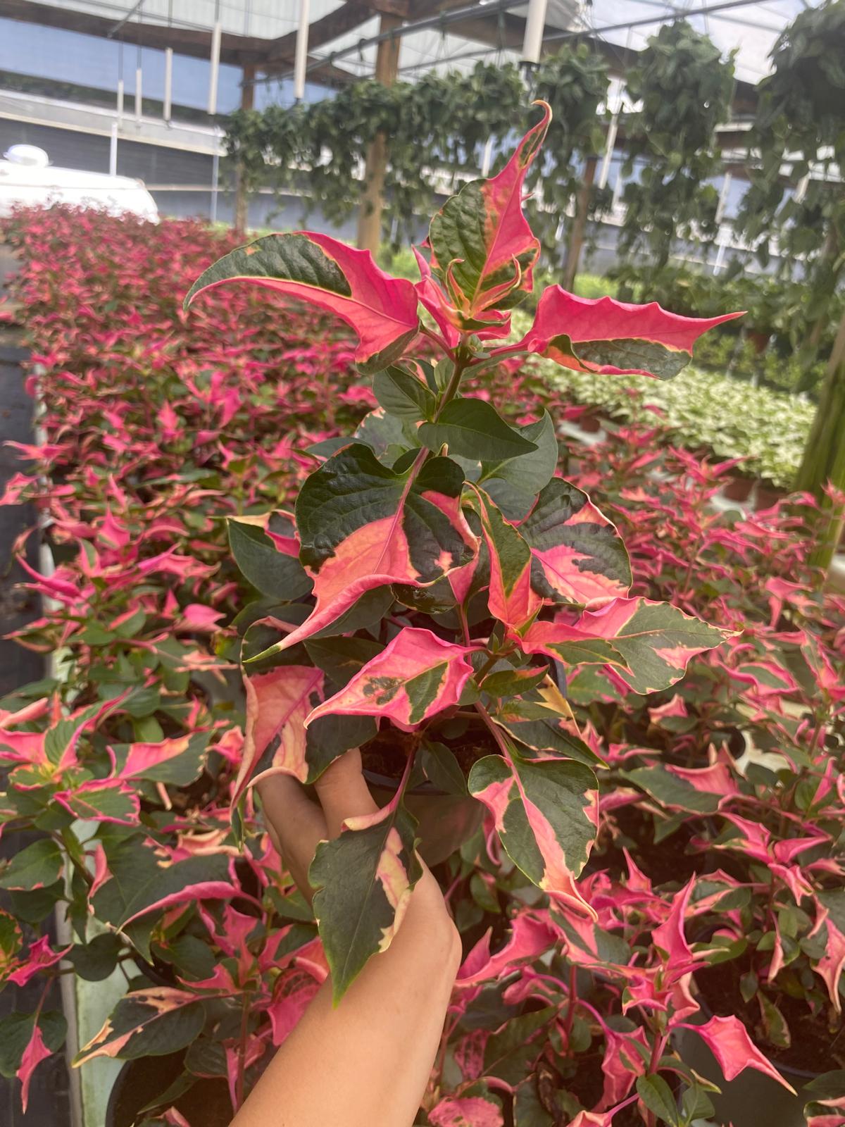 Alternanthera Party Time | Colorful Pink & Green Foliage Plant | 6” Live Tropical Houseplant