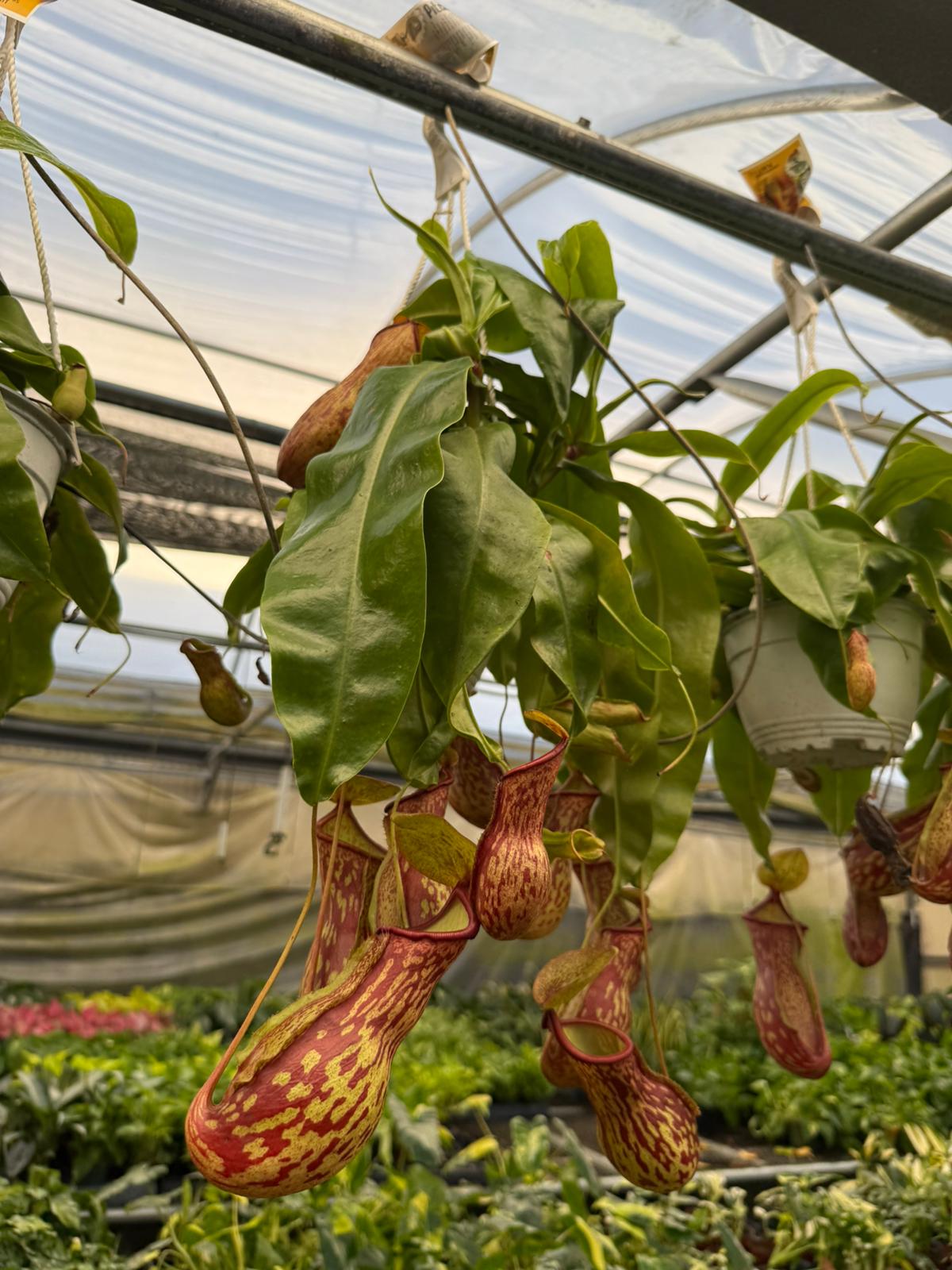 hanging carnivorous plants Nepenthes Gaya
