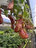 Nepenthes Gaya