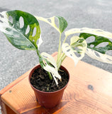4" Monstera Adonsonii "Variegated" Swiss Cheese (Rare Plant)
