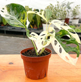 4" Monstera Adonsonii "Variegated" Swiss Cheese (Rare Plant)