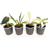 Philodendron Collection (4PK) Essential Houseplant  Live Plants Indoor Plants Live in 2 inch Pots, Easy House Plants Indoors Live, White Princess, Tortum, Snowdrift & Melanochrysum