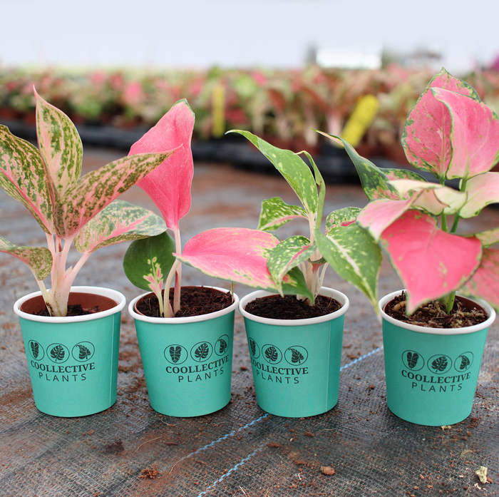 Aglaonema Collection (4PK) Essential Houseplant  Live Plants Indoor Plants Live in 2 inch Pots, Easy House Plants Indoors Live, Red Valentine, Night Sparkle, Golden Powder & Red Vein