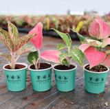Aglaonema Collection (4PK) Essential Houseplant  Live Plants Indoor Plants Live in 2 inch Pots, Easy House Plants Indoors Live, Red Valentine, Night Sparkle, Golden Powder & Red Vein