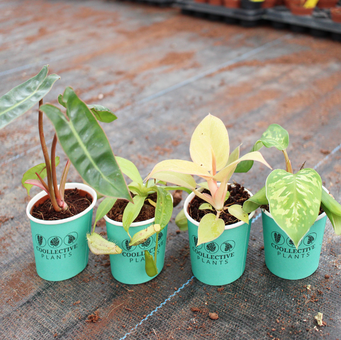 Mix Combo Collection (4PK) Essential Houseplant  Live Plants Indoor Plants Live in 2 inch Pots, Philodendron billietiae, Nepenthes Hispida, Homalomena Camouflage & Philodendron Golden Melinonii