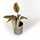 Calathea Collection (4PK) Combo #2 Essential Houseplant  Live Plants Indoor Plants Live in 2 inch Pots, Easy House Plants Indoors Live, White Start, Calathea Lancifolia, Medallion & Zebrina