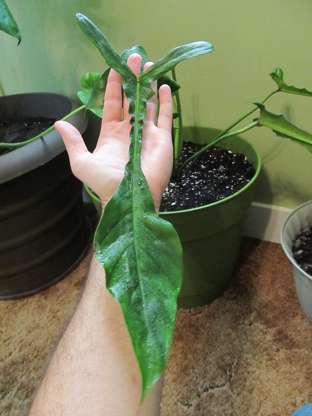 philodendron joepii buy Philodendron Joepii (2 inch plant)