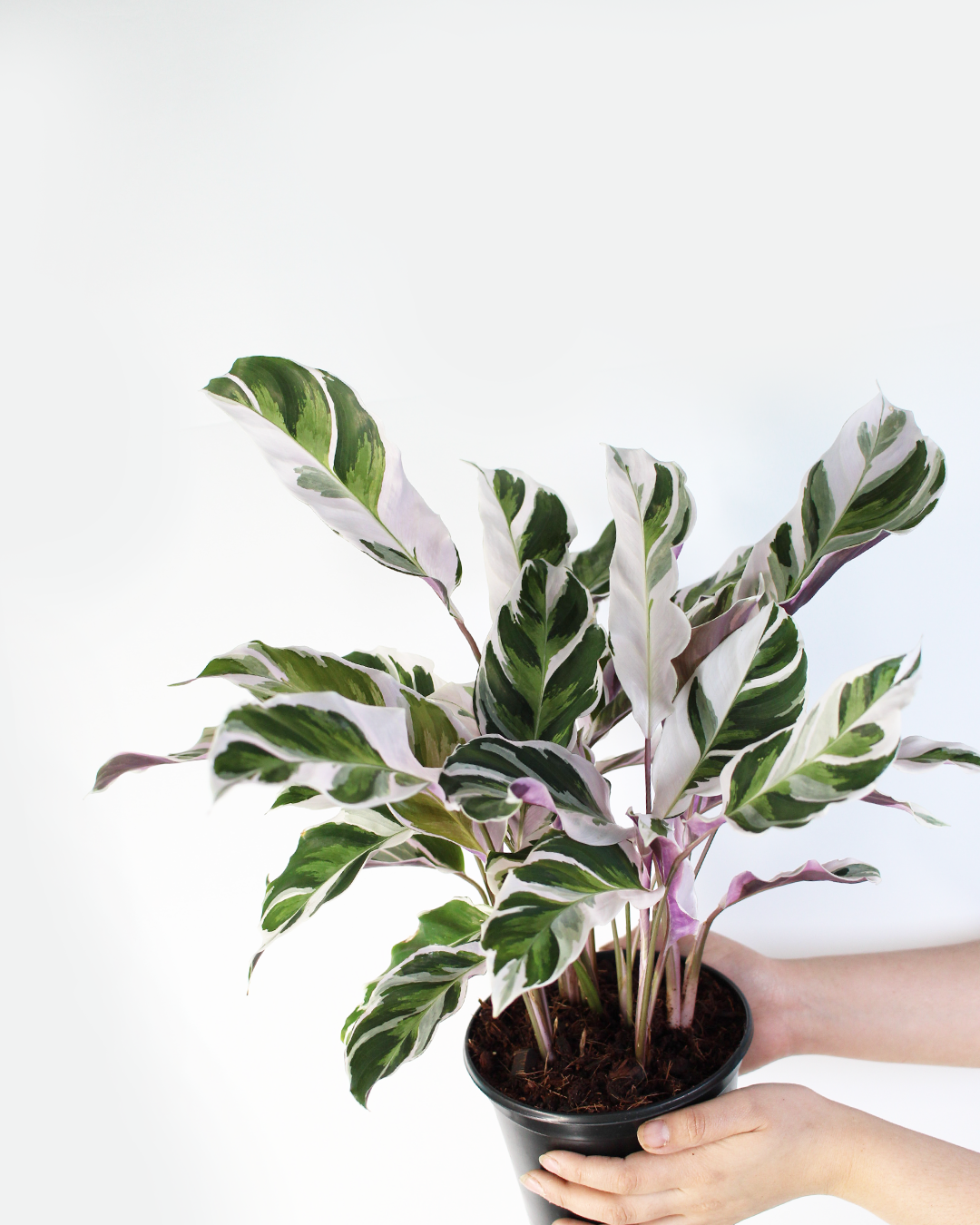 Calathea White Fusion 2–4” Plant – Rare Variegated Prayer Plant | Marbled White Indoor Tropical Houseplant