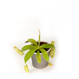 Mix Combo Collection (4PK) Essential Houseplant  Live Plants Indoor Plants Live in 2 inch Pots, Philodendron billietiae, Nepenthes Hispida, Homalomena Camouflage & Philodendron Golden Melinonii
