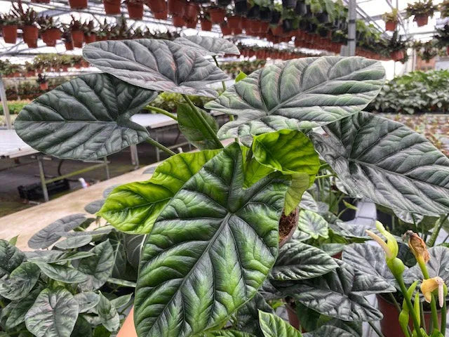 Alocasia Sinuata (Mirror face)
