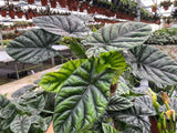 Alocasia Sinuata (Mirror face)