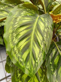 4" Calathea Flamestar