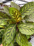 4" Calathea Flamestar