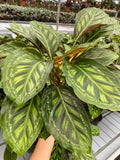 4" Calathea Flamestar