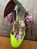 Baby/4" Alocasia Red Secret 'Cuprea'