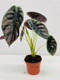 Baby/4" Alocasia Red Secret 'Cuprea'