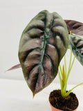 Baby/4" Alocasia Red Secret 'Cuprea'