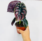 Baby/4" Alocasia Red Secret 'Cuprea'