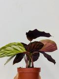 4" Calathea Cora